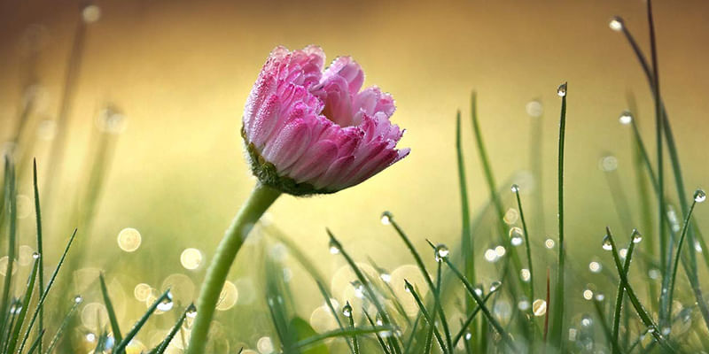 Flowers That Blooms in Rainy or Monsoon Season in India